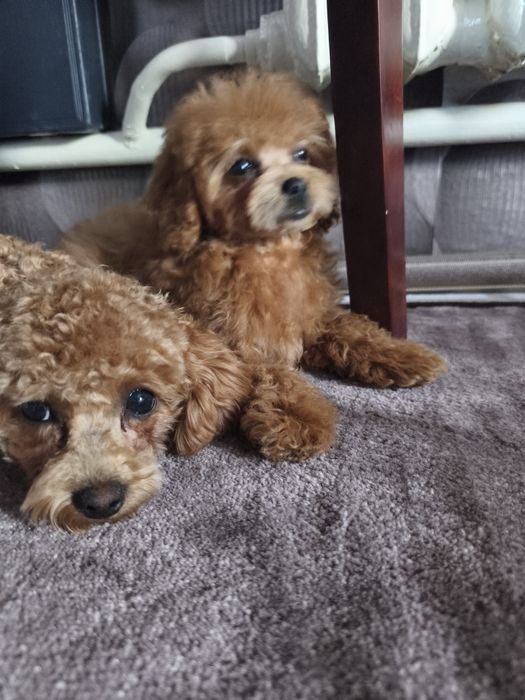 Дівчинка мальтіпу 3,5 місяці.