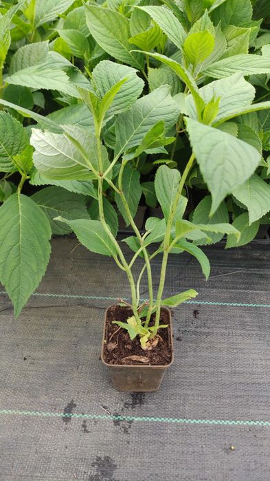 Hortensja bukietowa Vanille-Fraise,Limelight inne20 odmian doniczka p9