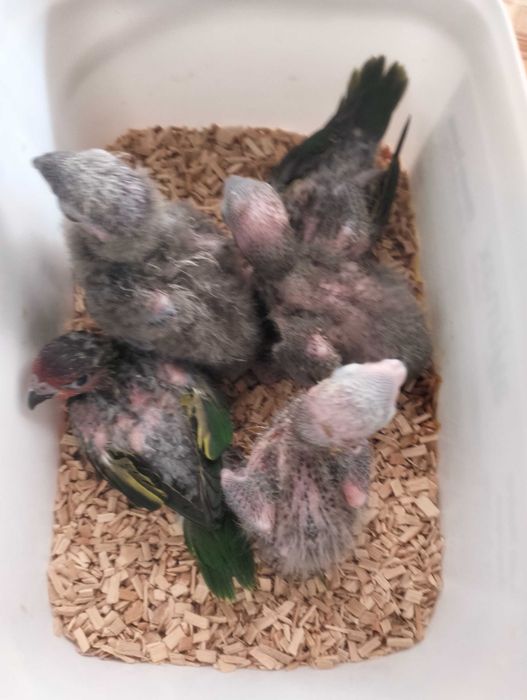 Loris (Atrás, Cardinal, Malucanos, Goldis)