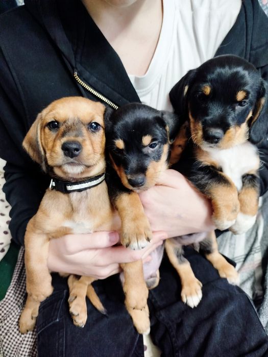 Jamnik krótkowłosy