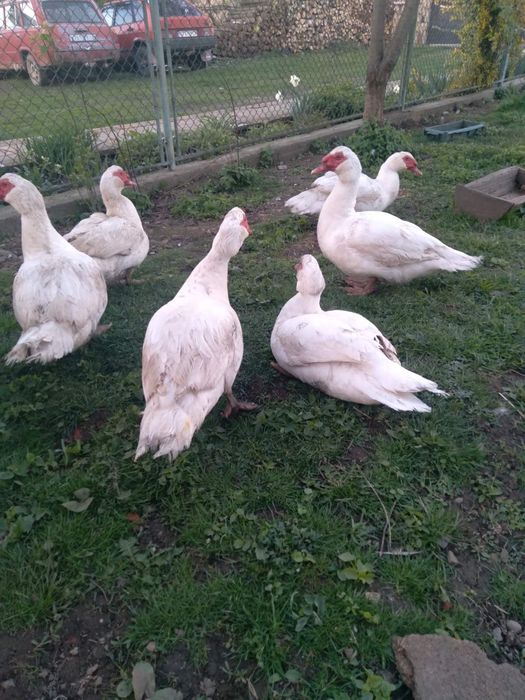 Продам качурів шипунів.