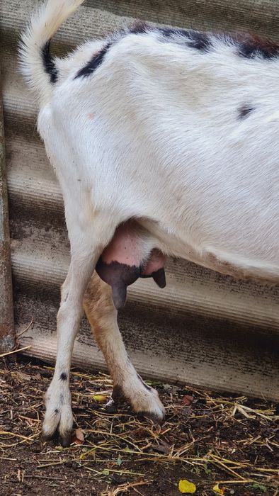 Коза Дійна 5 років