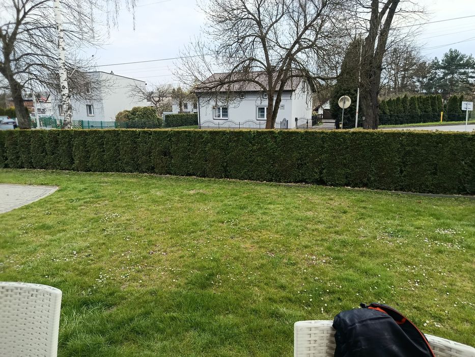 Pielęgnacja ogrodów - Tuje • Cięcia • Koszenie / Dąbrowa Górnicza