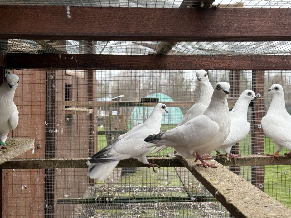 Golebie ozdobne winerki motyle wiedyny