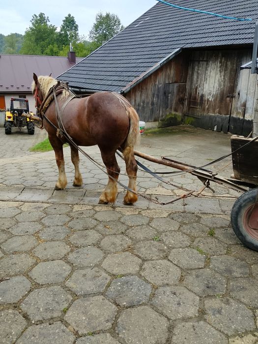 Koń wałach zimnokrwisty