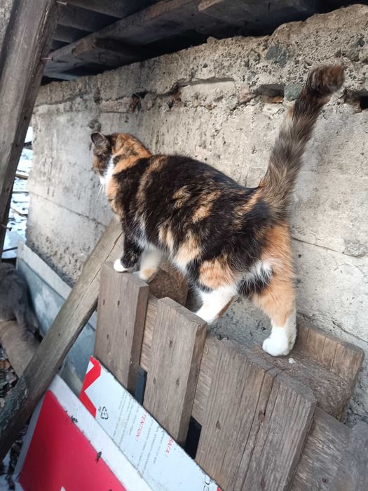 Отдам в заботливые руки ласковую кошечку Маркизу 8мес.