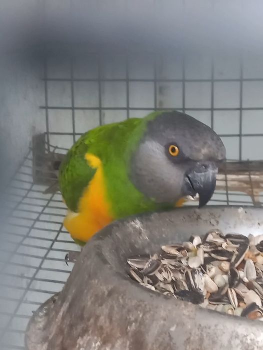 Papagaio do senegal