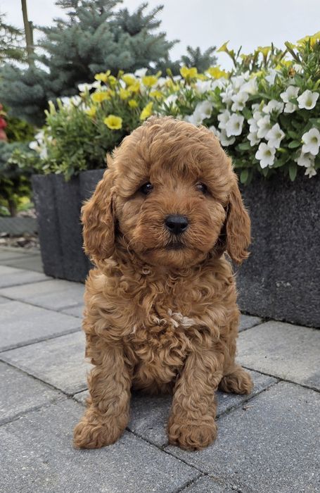 Cavapoo F1B SUNIA