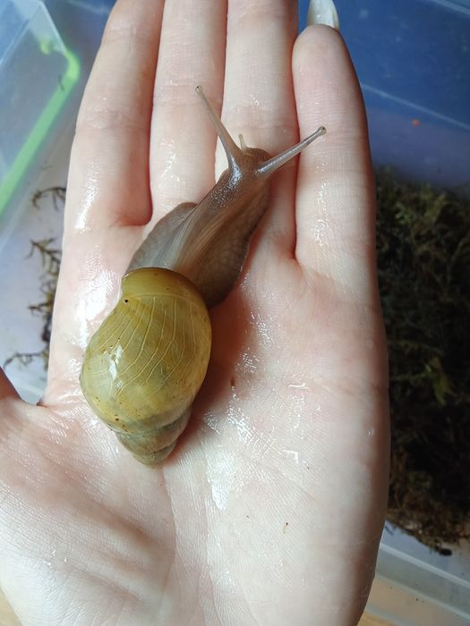 Улитята ахатина.