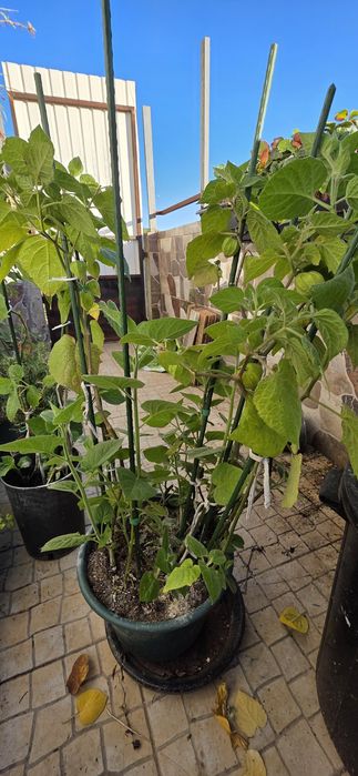 Planta de Physalis