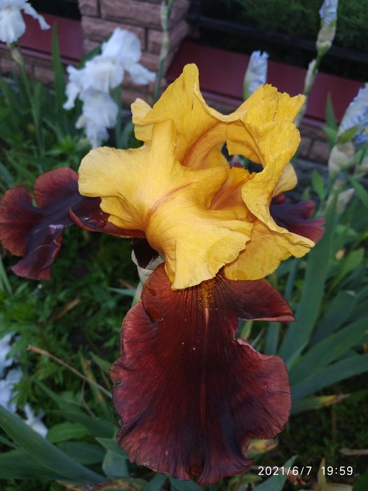 Іриси бородаті високорослі