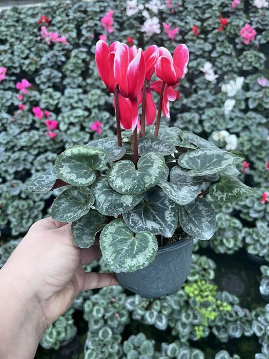 Цикламен  12 стаканчик