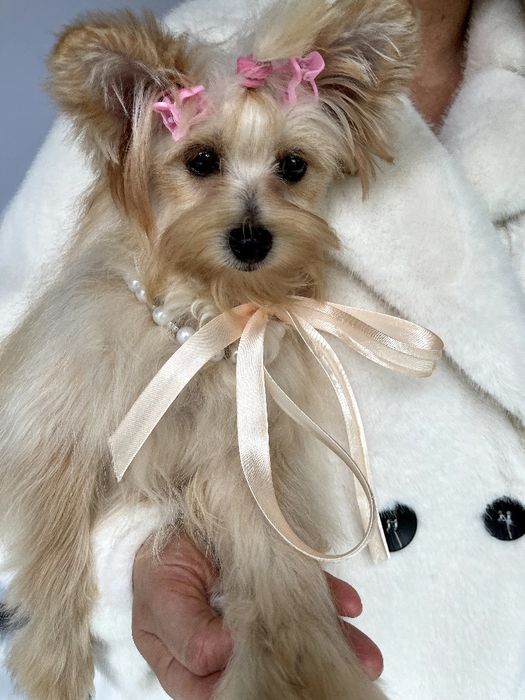 Помапу — Це не просто цуценята  це любов у формі собаки