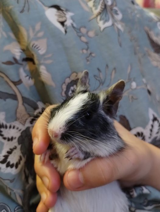 Koszatniczka do adopcji