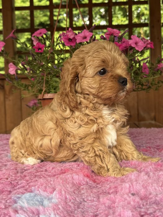 Cavapoo - Dziewczynka