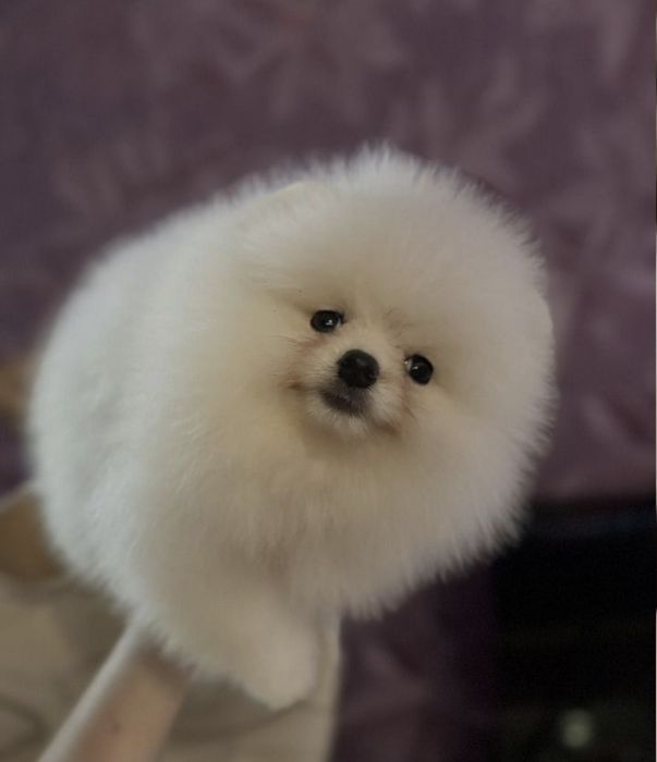 Пушистики шпицы мини