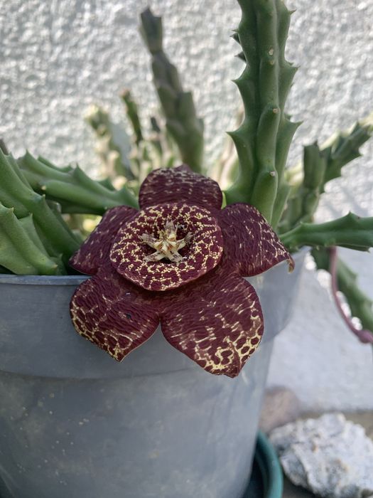 Suculenta com flor