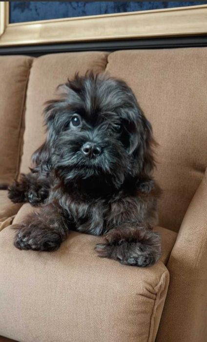 Мальтипу мальчик. Формат мелкий стандарт.