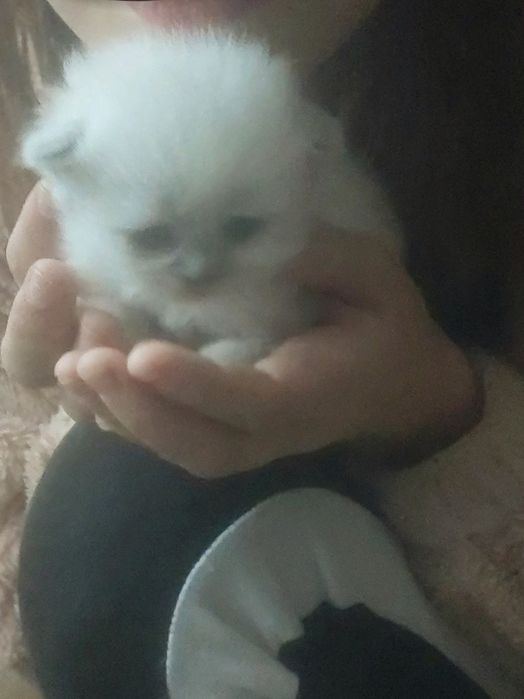 Продам шотландських котят окрас колор -пойнт