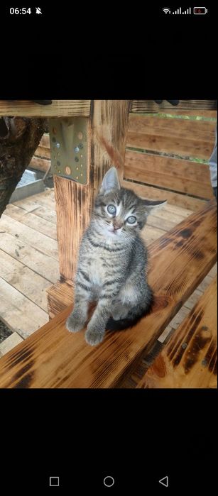 Отдам двух котят в Хорошие руки