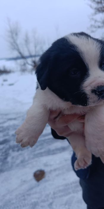 Oddam szczeniaki za darmo
