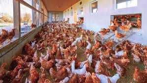 Kury nioski z dowozem do klienta GRATIS.Kurki Rosa Leghorn z jajkami.