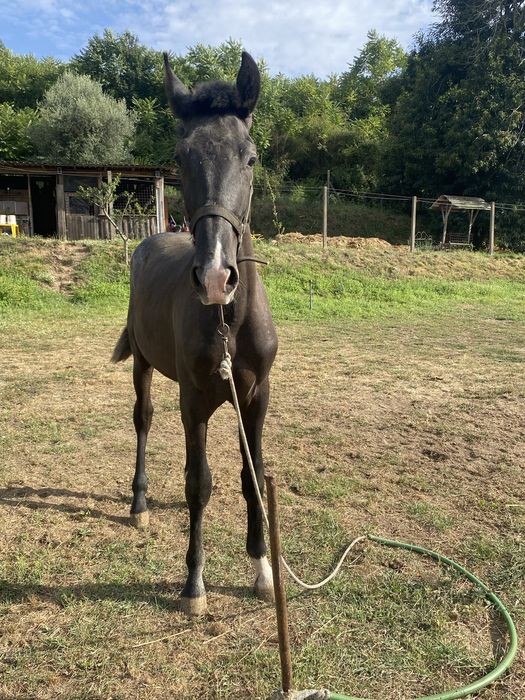 Poldro lusitano