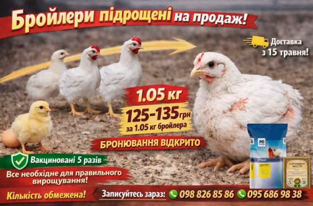 Кури бройлери бомба все детально пишіть