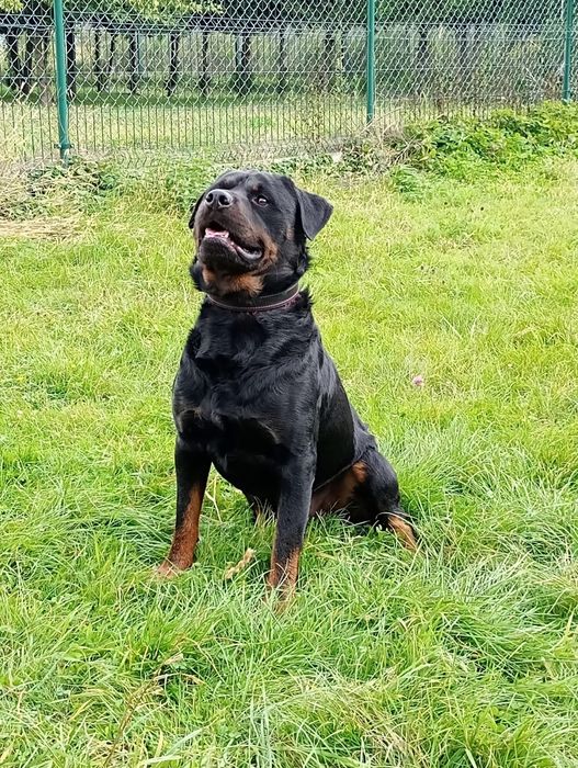 Loko 3 letni rottweiler do adopcji