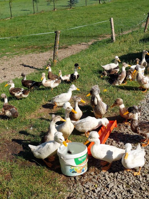 Sprzedam kaczory czubate i biegusy!