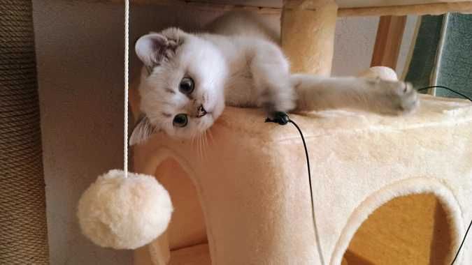 Домик когтеточка лежанка Игровой комплекс для кота дряпка