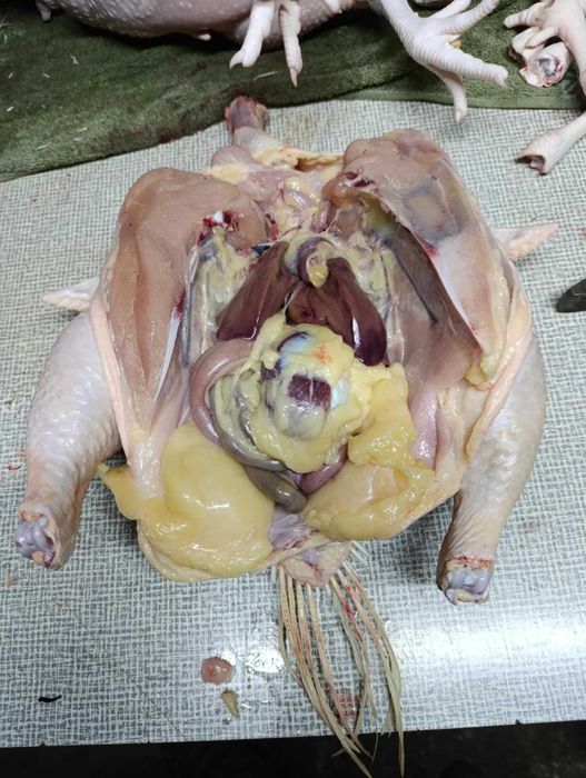 Kurczak, kurczaki,brojlery chów ekologiczny