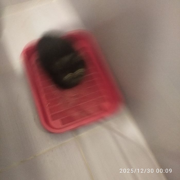 Продам котенка прямоухий британский