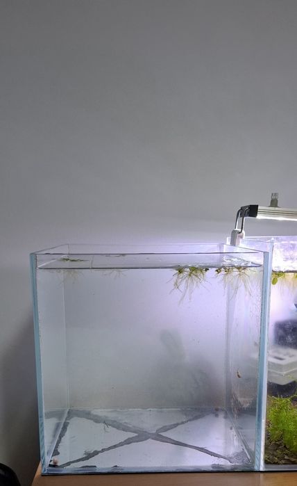 Aquário cubo Vidro Extra Claro 25 x 25 x 25cm 15L 5 Guppys de oferta