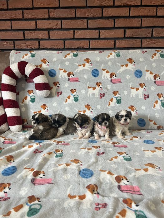 Shih tzu Śliczne Suczki tri -color rodowód chip + wyprawka
