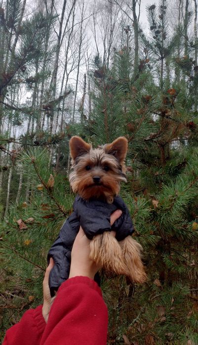 цуценя йорка 7-міс,baby face міні,хлопчик привитий із паспортом