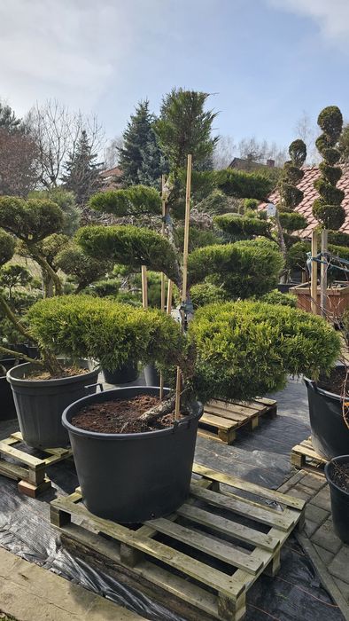 Bonsai ogrodowe rośliny