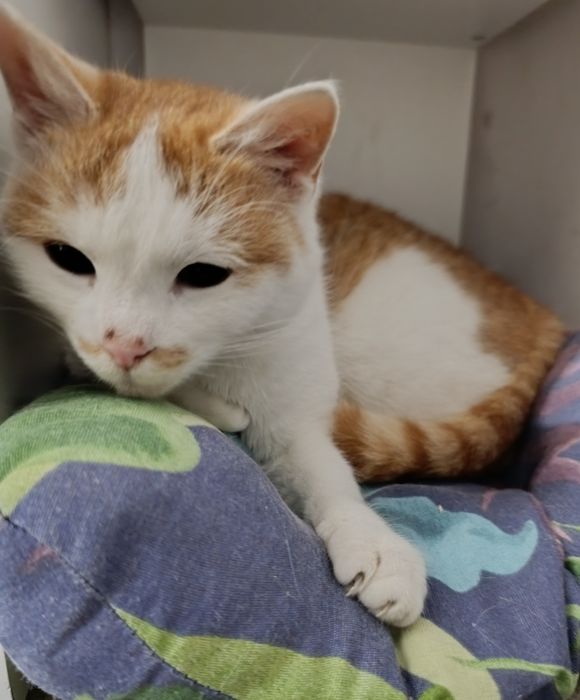 Młoda kotka biało ruda szuka domu