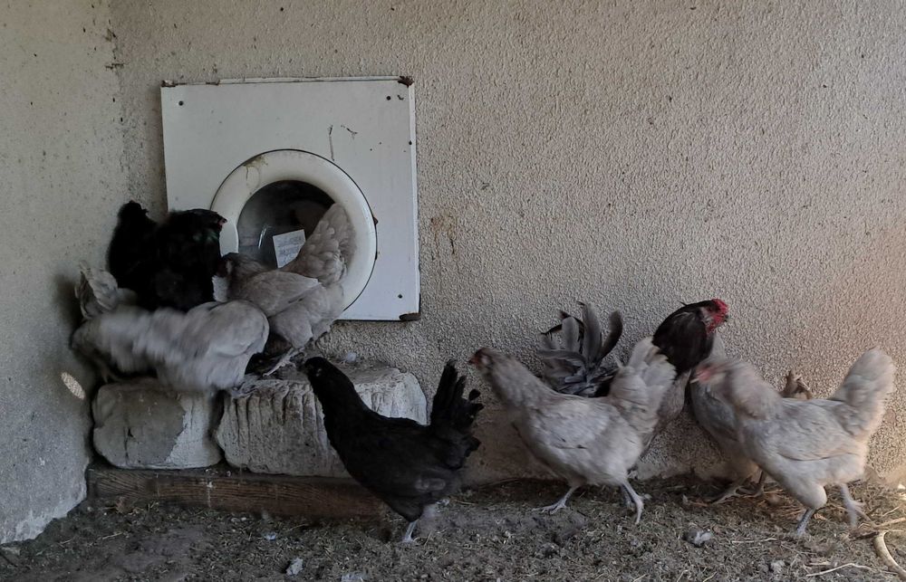 Амераукана інкубаційні яйця, курчата під замовлення