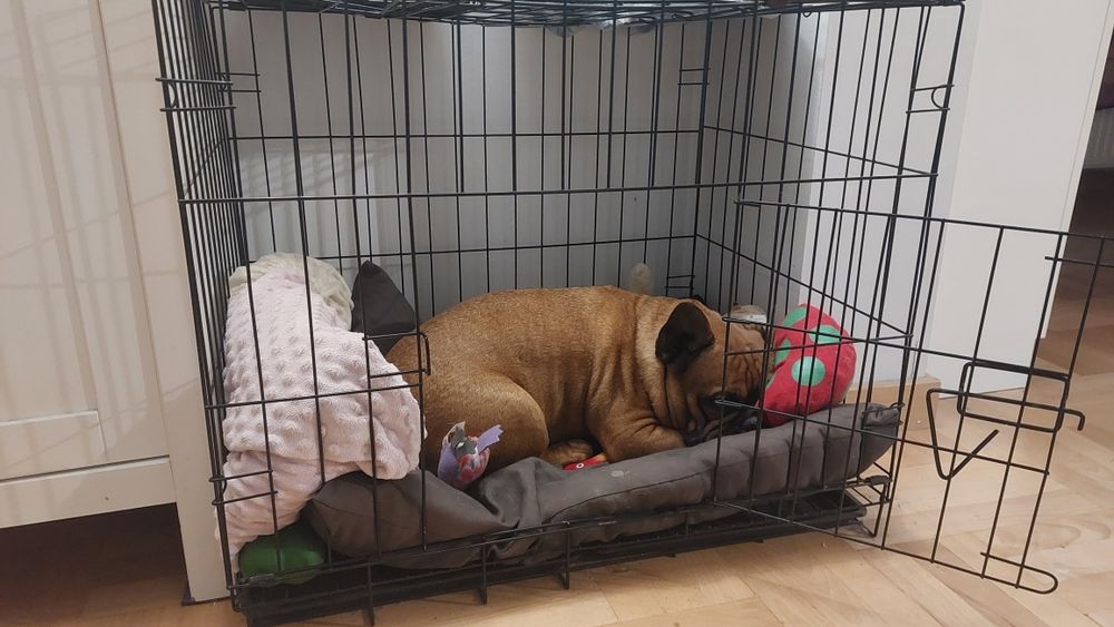 Klatka kennelowa dla psa M