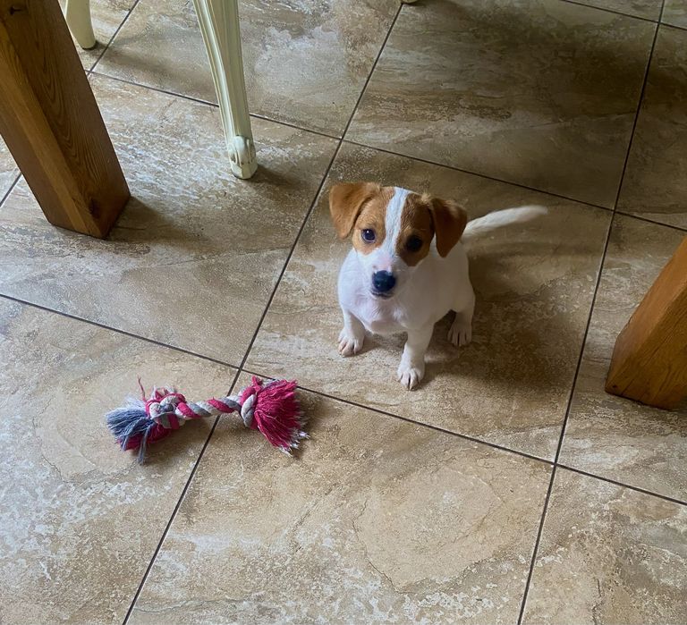 Шикарні джек рассел терʼєри - документи FCI