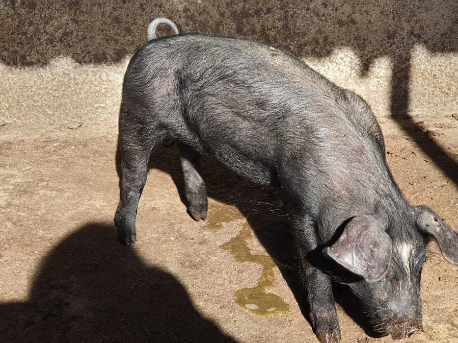 Vende-se leitão com 2,5 meses