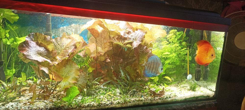 Sprzedam akwarium 200l