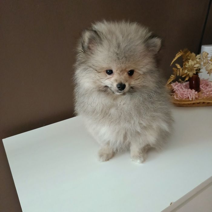 Szpic Miniaturowy blue merle