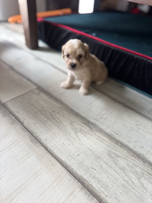 Maltipoo chlopczyk