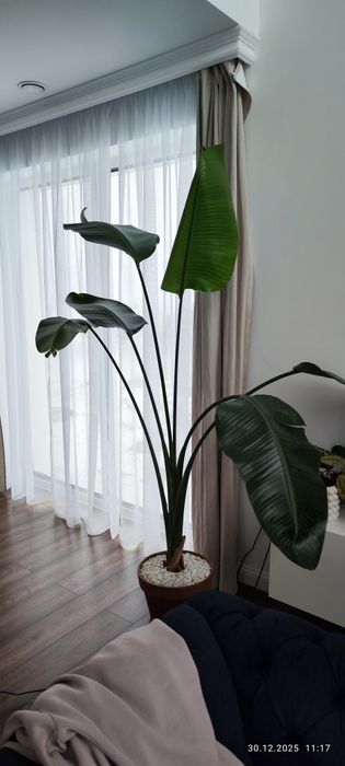 Strelicja biała | strelitzia nicolai 250cm + gratis dwie o wys. 100cm