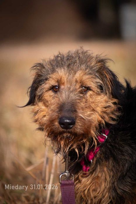 Apollo - uśmiechnięty terierkowatą chłopak ADOPCJA