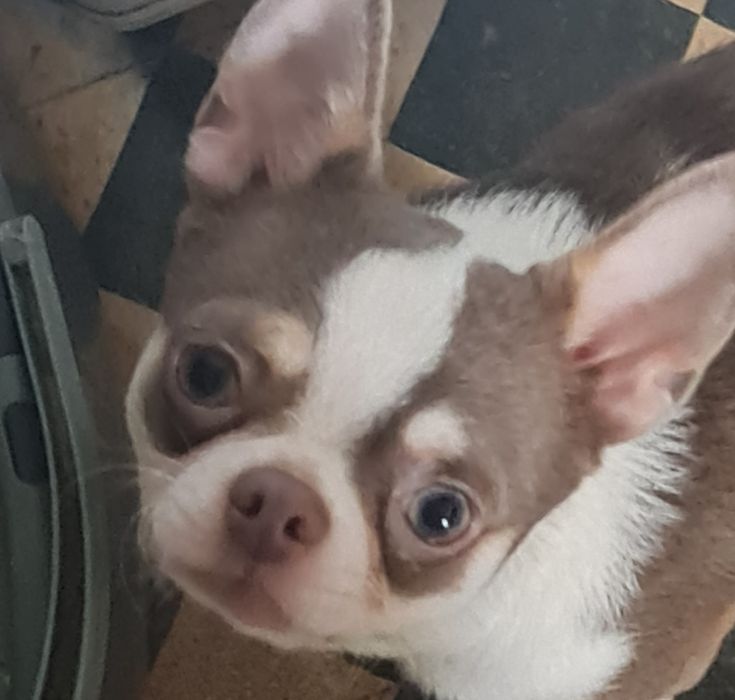 Chihuahua miniatura  macho
