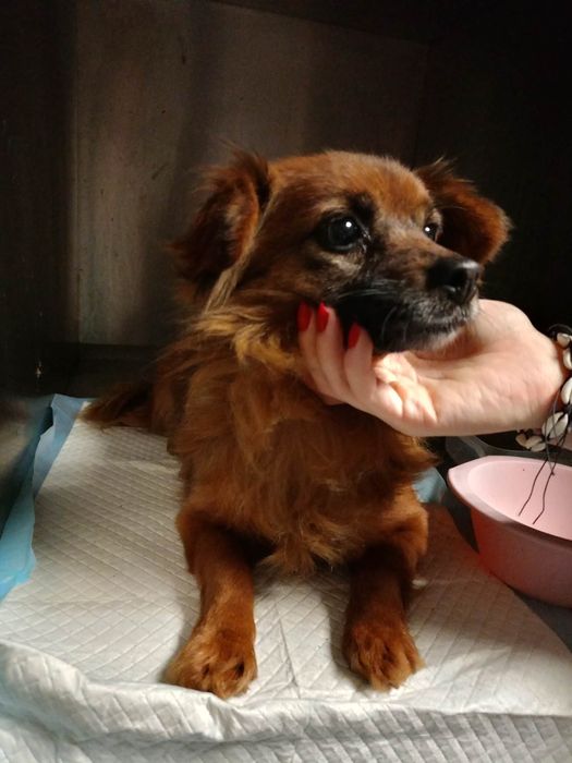 Grozi jej schronisko