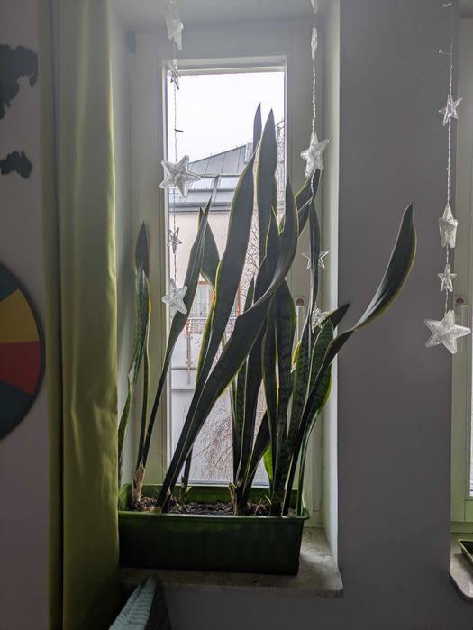 Sanseweria, wężownica, język teściowej - kilka sztuk do wyboru